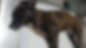 cão
