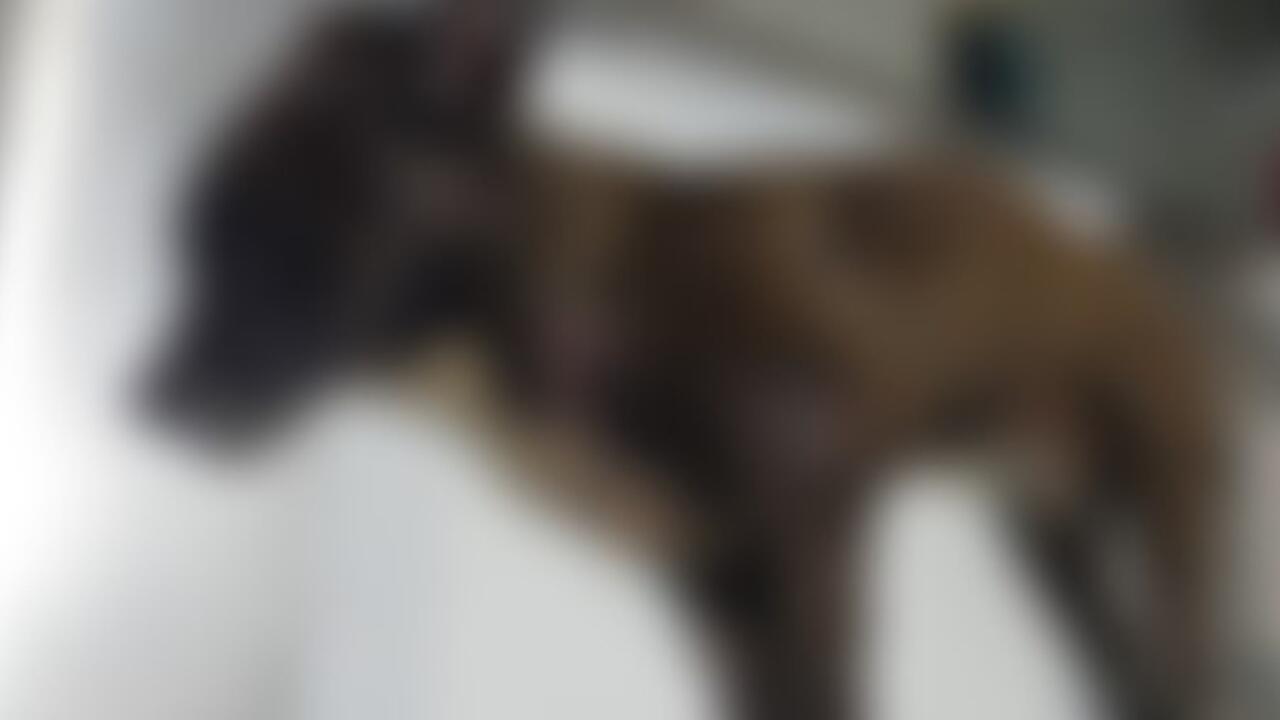 cão