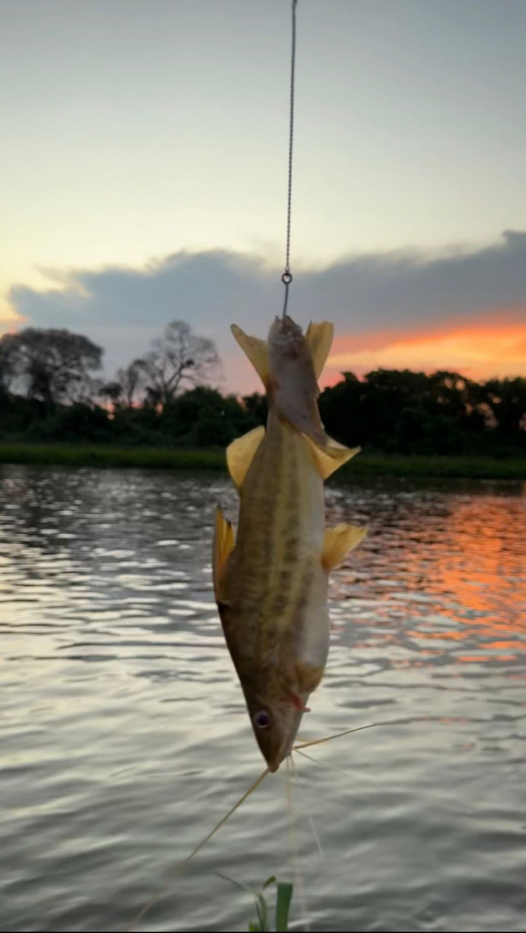 piranha laçada no rabo