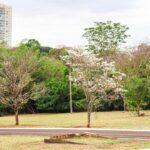 ipe branco nevou em campo grande pé de neve