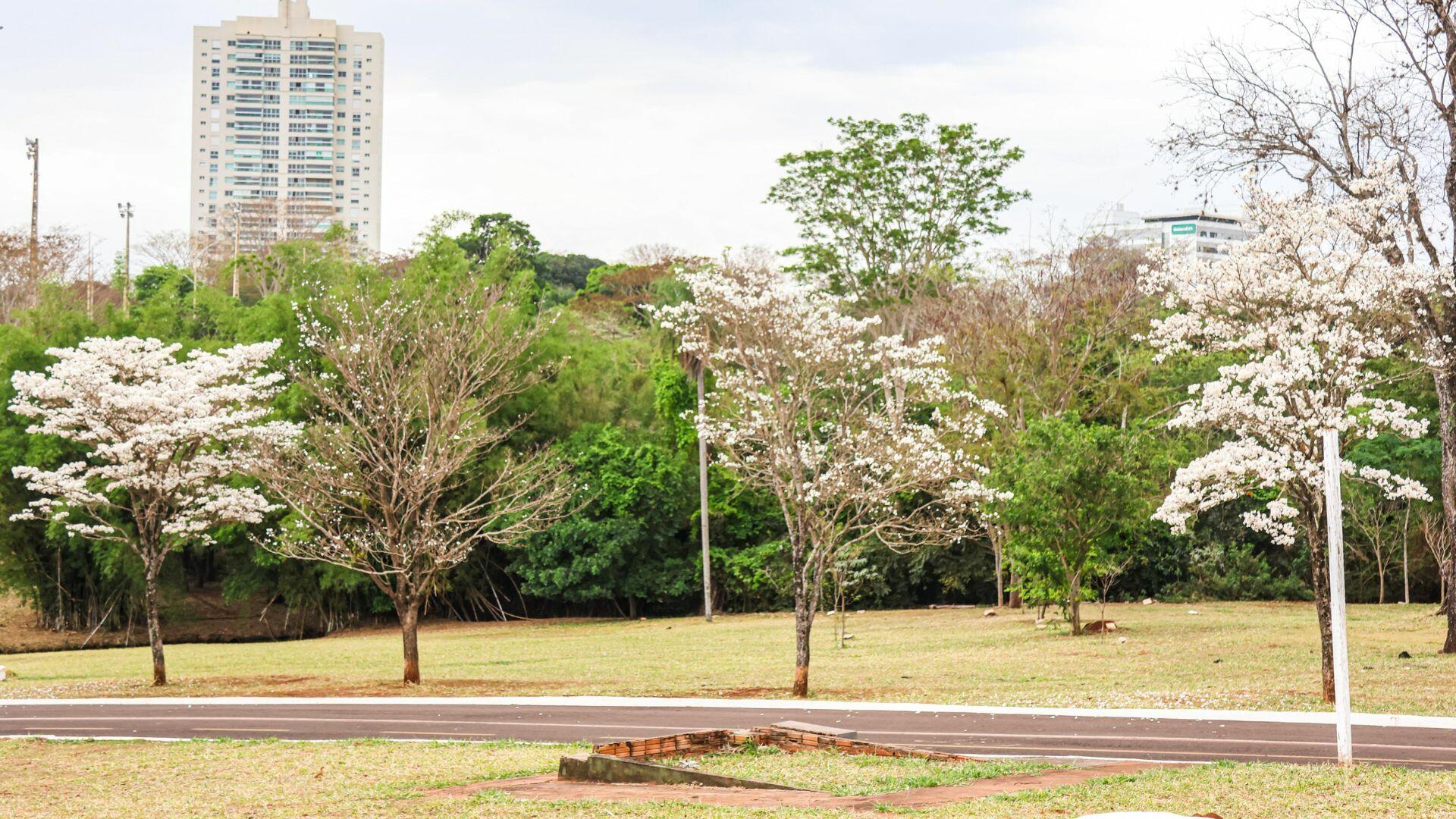 ipe branco nevou em campo grande pé de neve