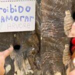 namoro com arvore