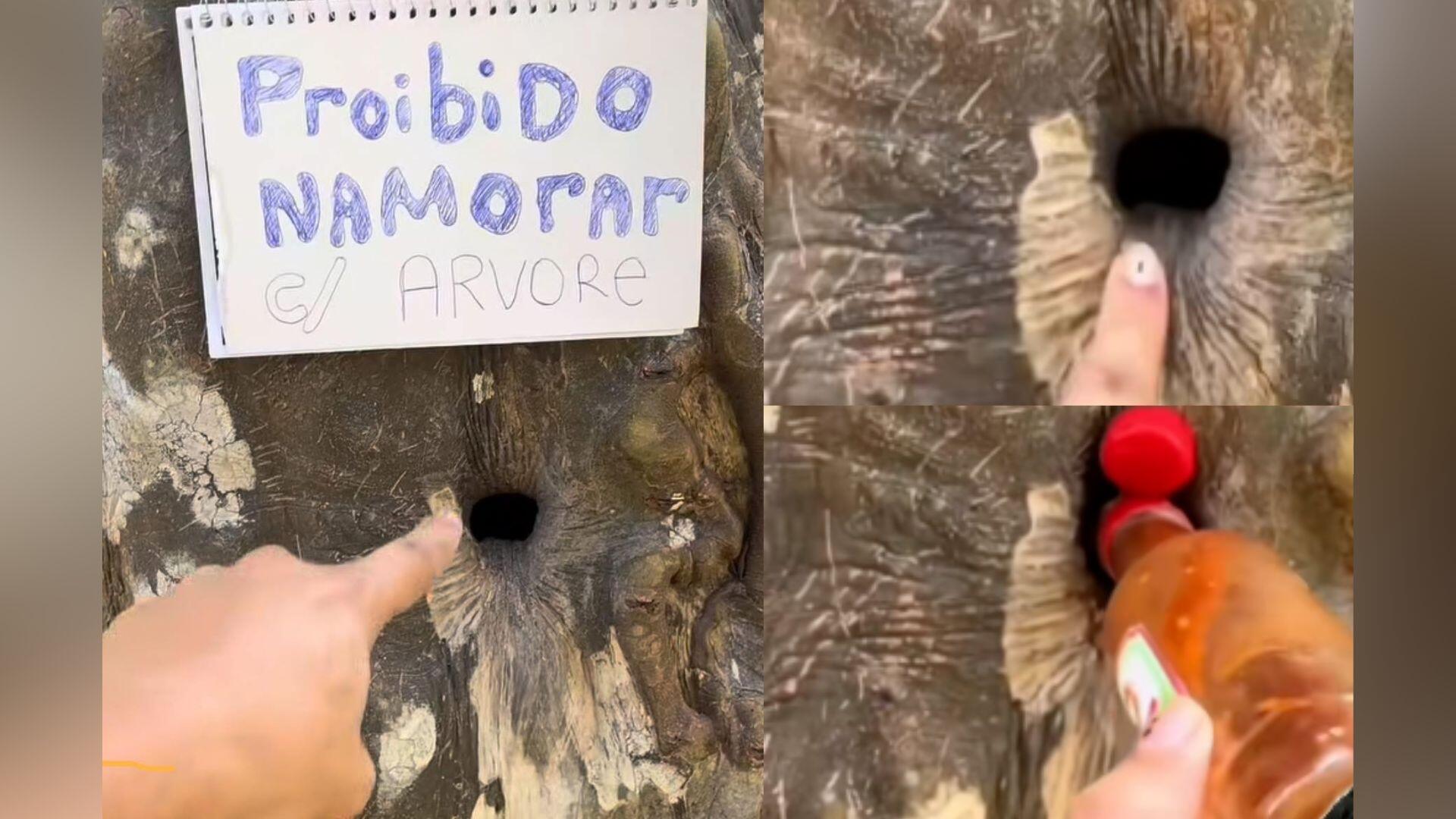 namoro com arvore