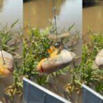 piranha é laçada