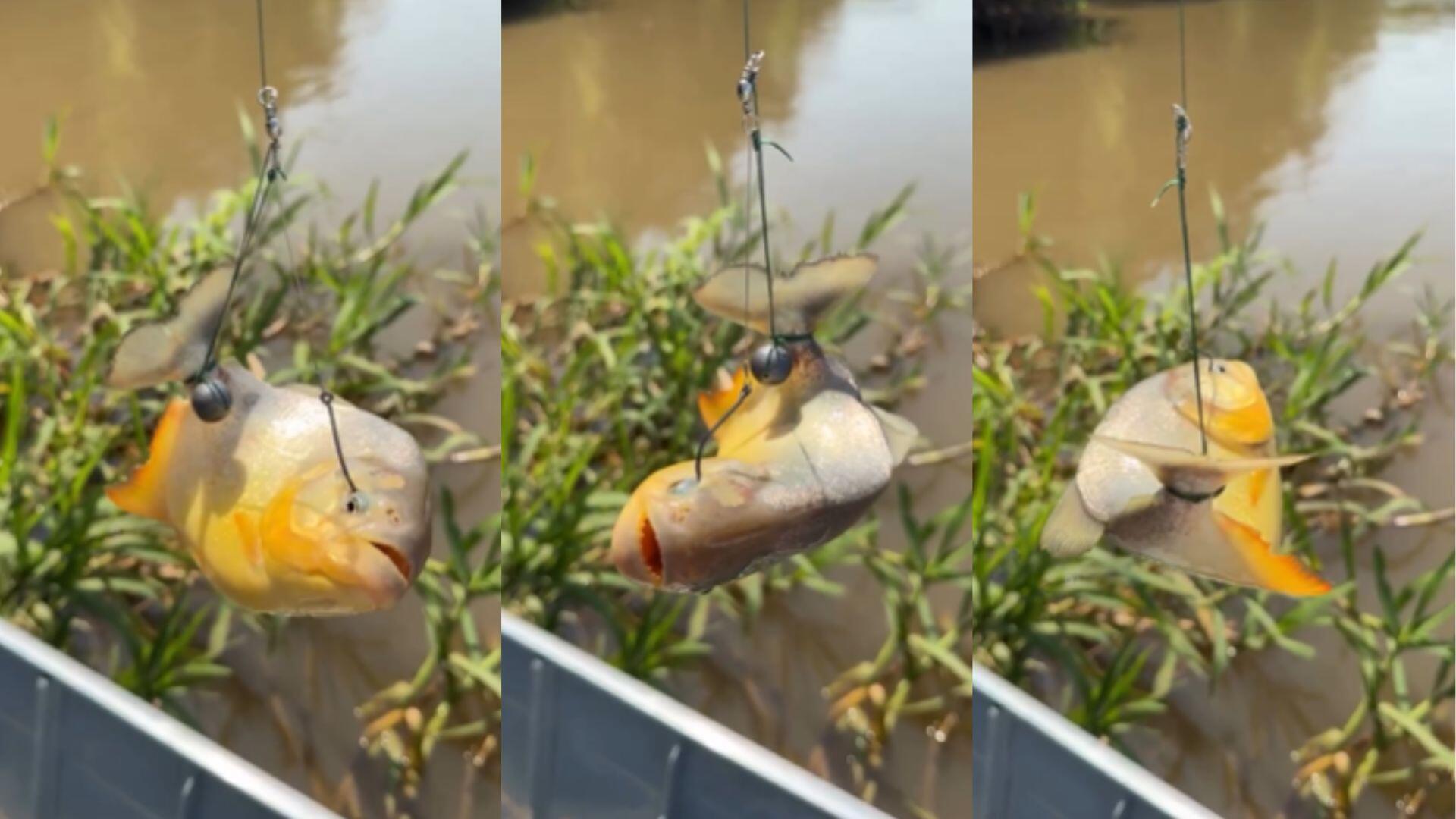 piranha é laçada