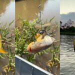 piranha é laçada2