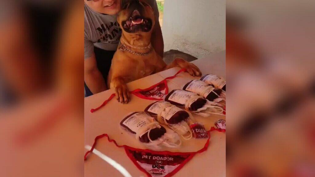pit bull
