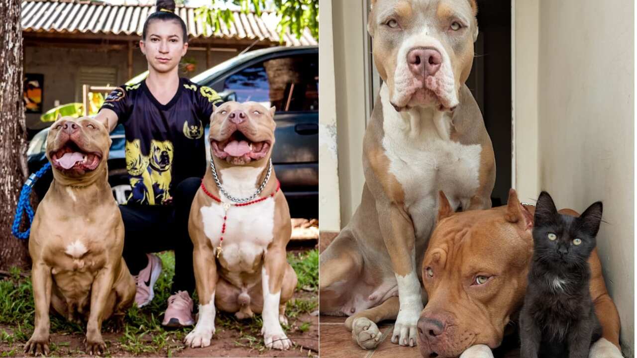 pit bull