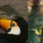 sucuri engole tucano