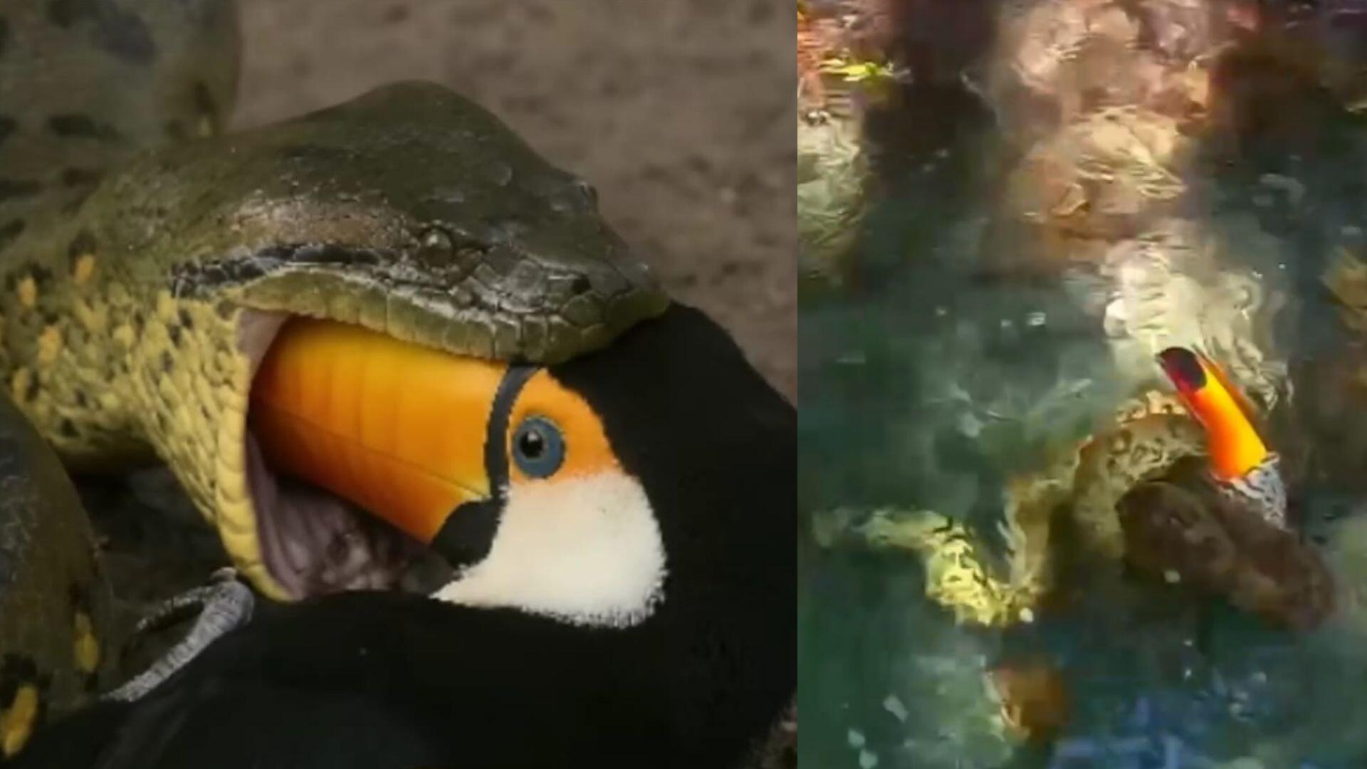 sucuri engole tucano