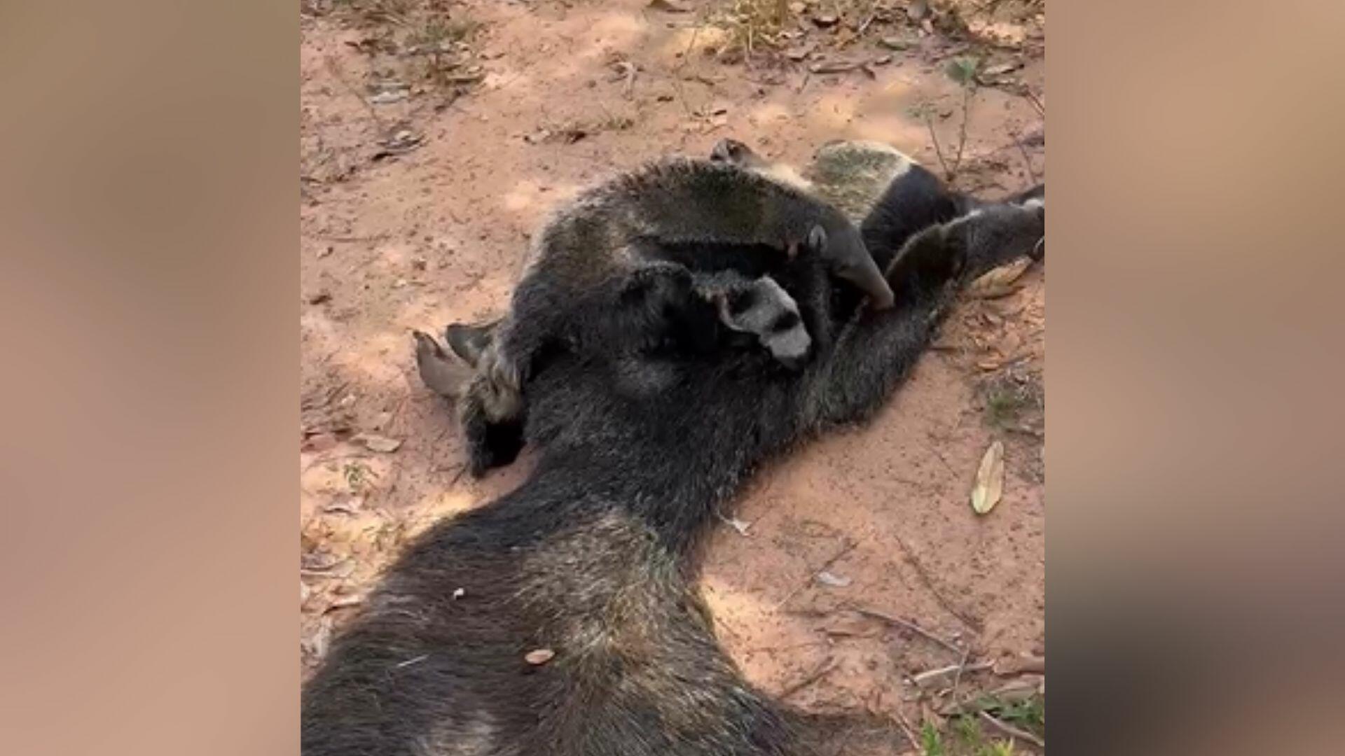 tamandua bandeira filhote mae