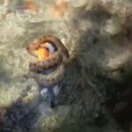 tucano morre abraçado por sucuri