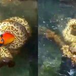 tucano morre abraçado por sucuri 2