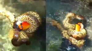 tucano morre abraçado por sucuri 2