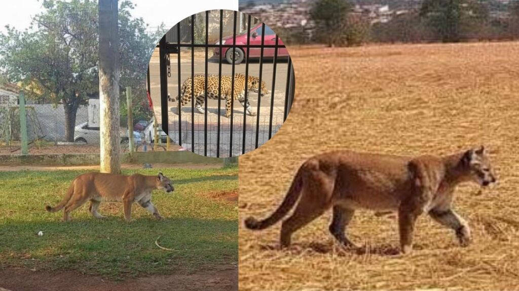 Supostas onças na Vila Nasser