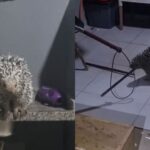 PORCO ESPINHO INVADE CASA