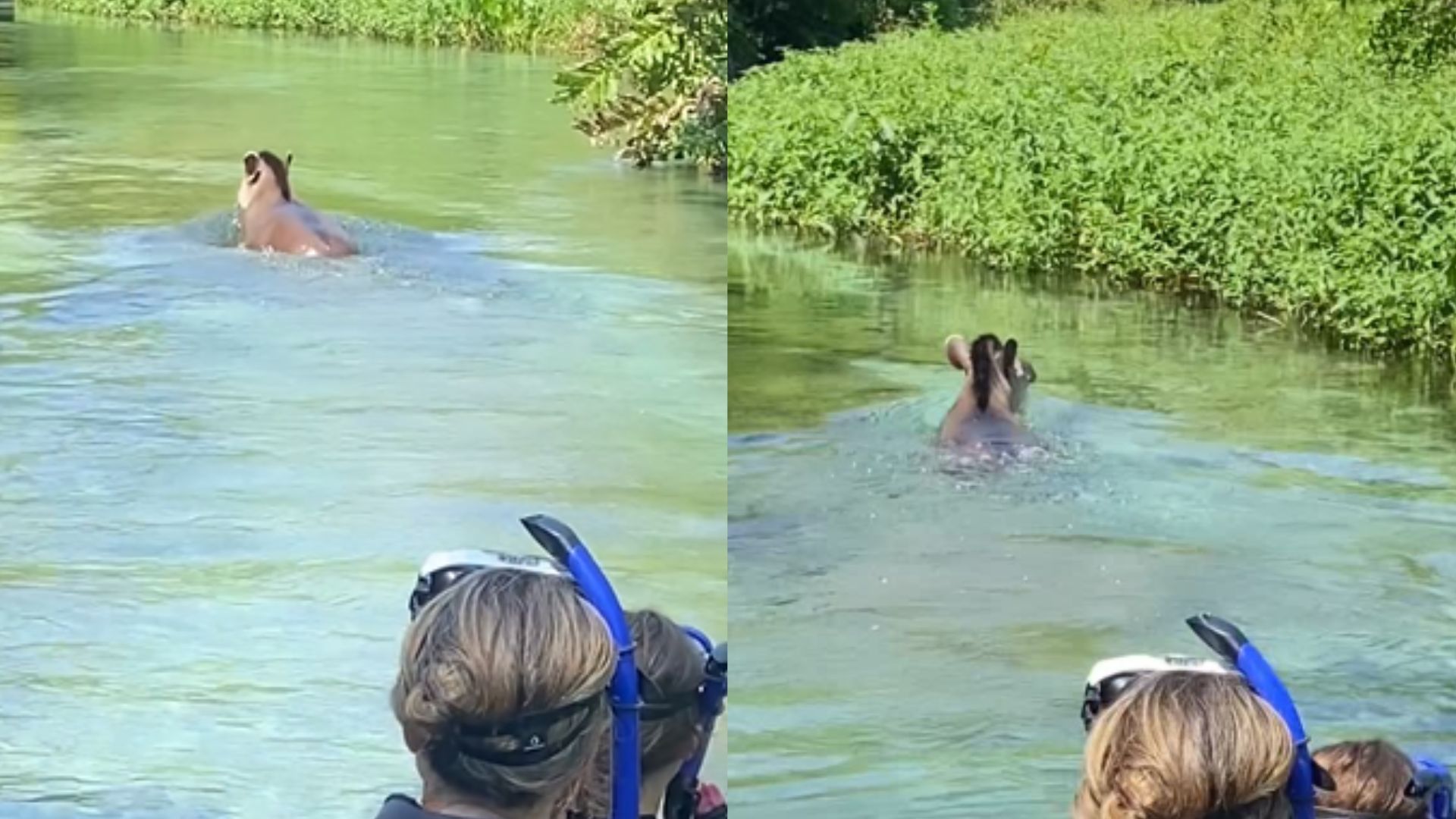 anta nadando no rio sucuri