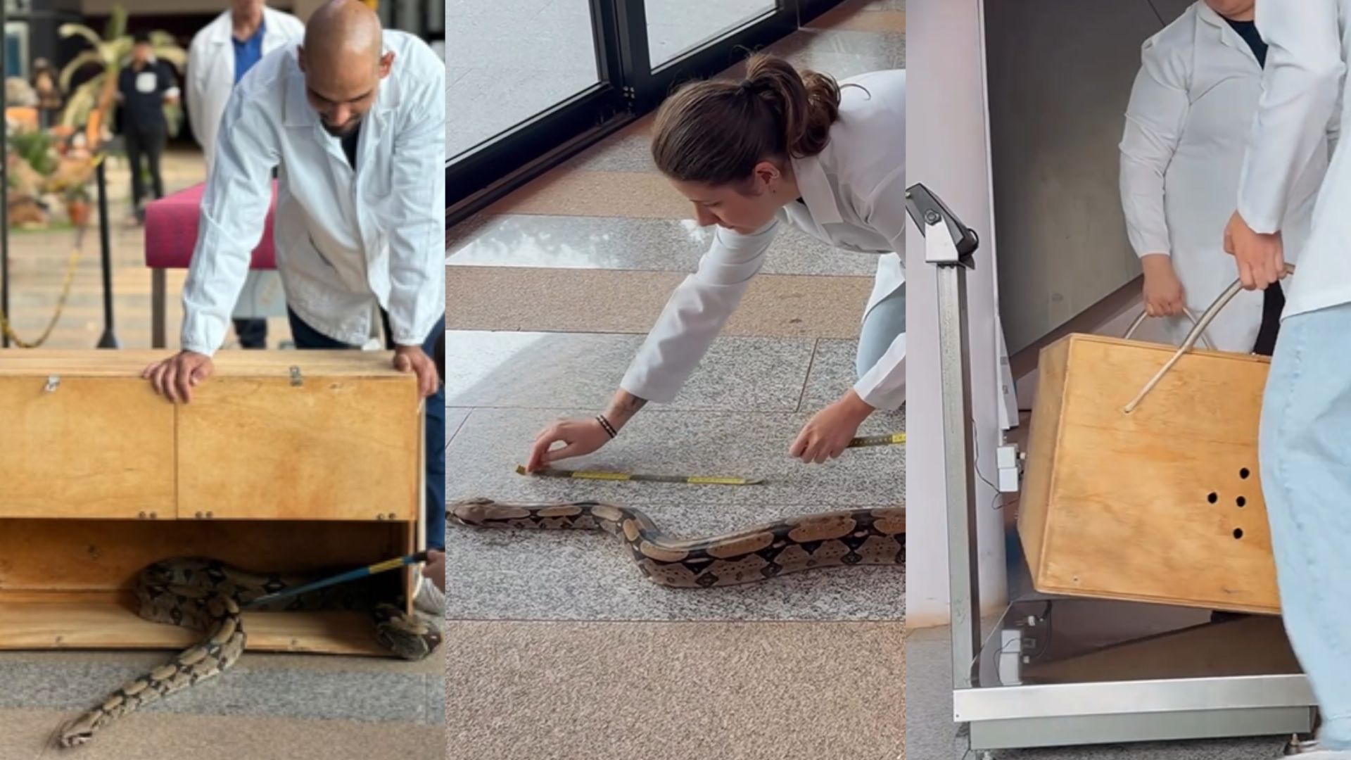 cobra sobe na balança e descobre peso em campo grande 1