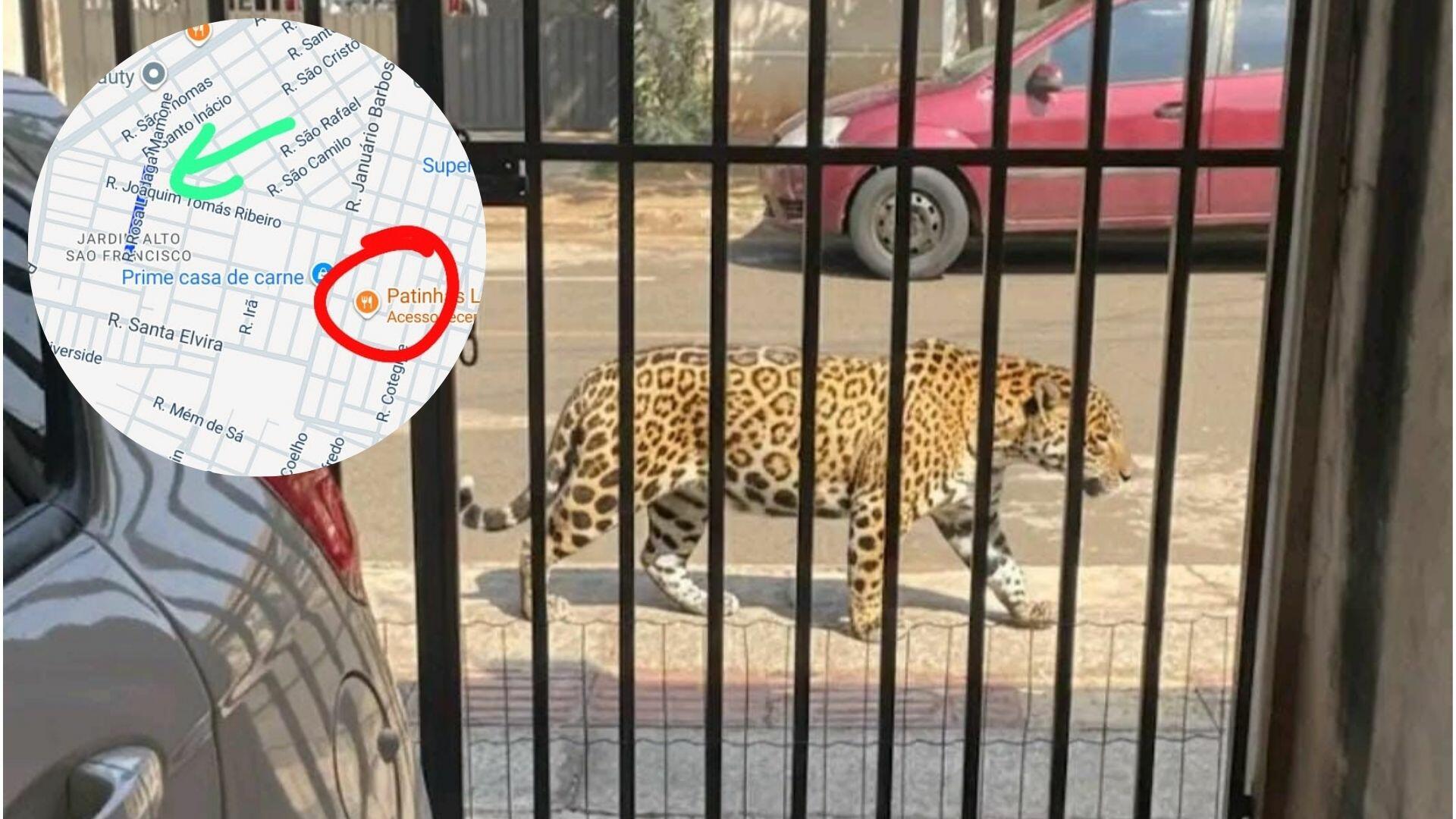 Suposta aparição de onça na Vila Nasser