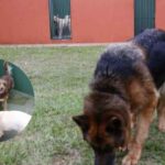 pet hotelzinho animal