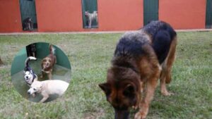 pet hotelzinho animal