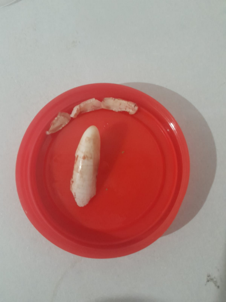 dente de onça pantaneiro