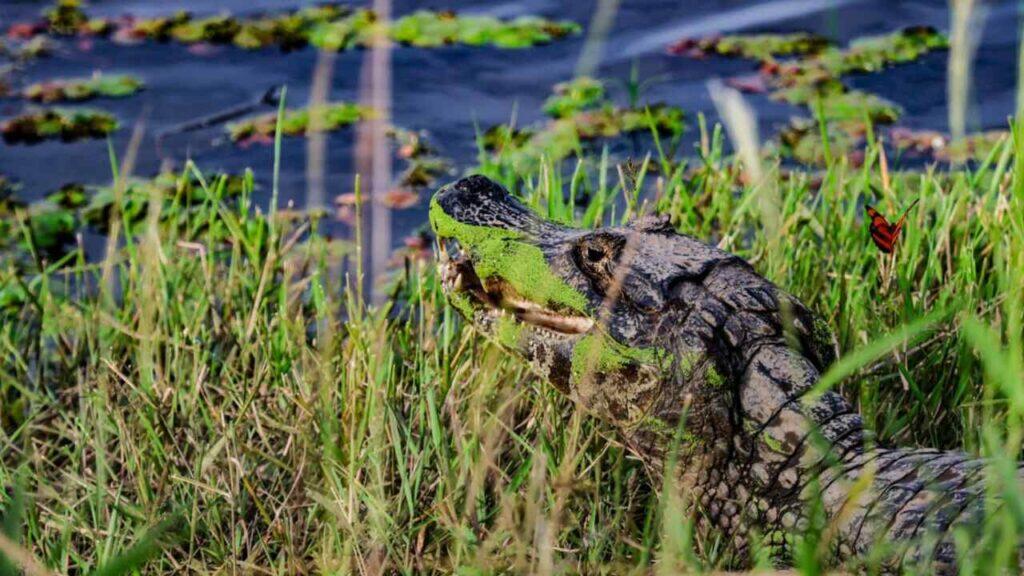 pantanal