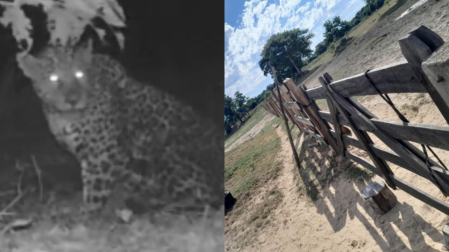 Novo ataque de onça a humano expõe situação crítica e silenciada no ...