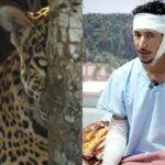 onça pintada ataque peão