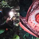 VÍDEO: Biólogo chora ao encontrar raríssima flor gigante após 13 anos de buscas