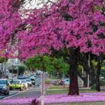 campo grande ppa