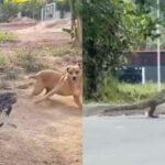 Minidinossauros? Entenda por que alguns lagartos correm em duas pernas