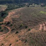 Parque Estadual Nascentes do Rio Taquari receberá nos dias 10 e 11 de dezembro um mutirão de plantio