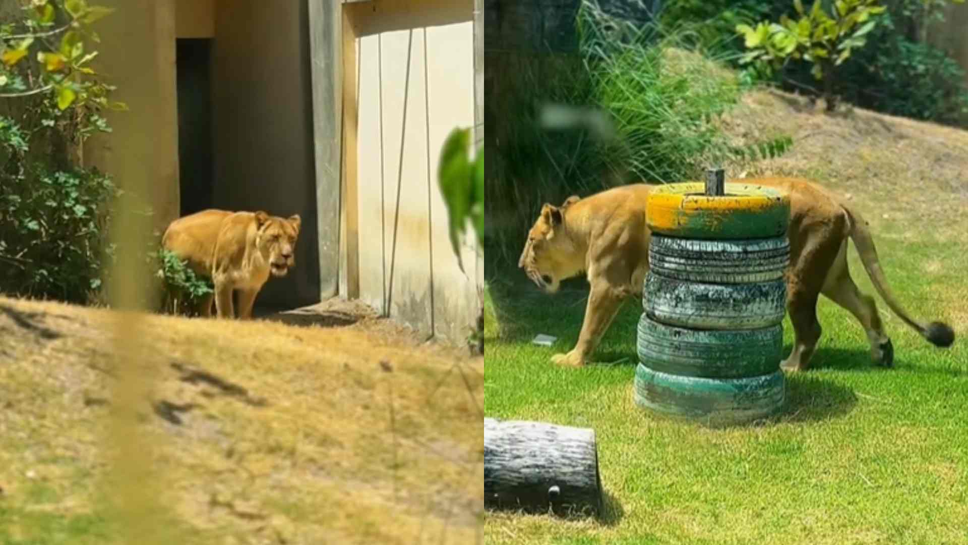 VÍDEO: Leoa que matou Vaqueirinho volta à jaula em zoológico; saiba ...