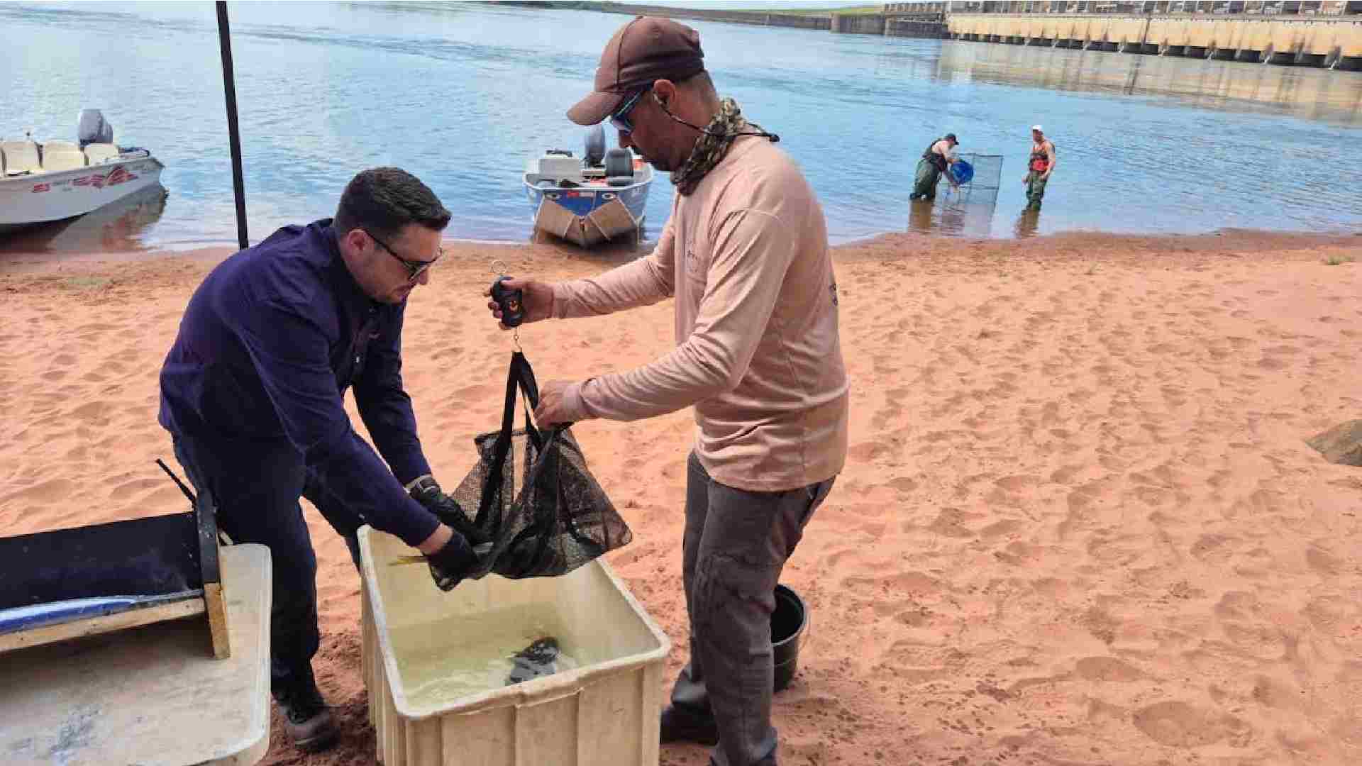 Peixes do Rio Paraná ganham microchips para monitoramento na piracema Instalação do microchip em peixe