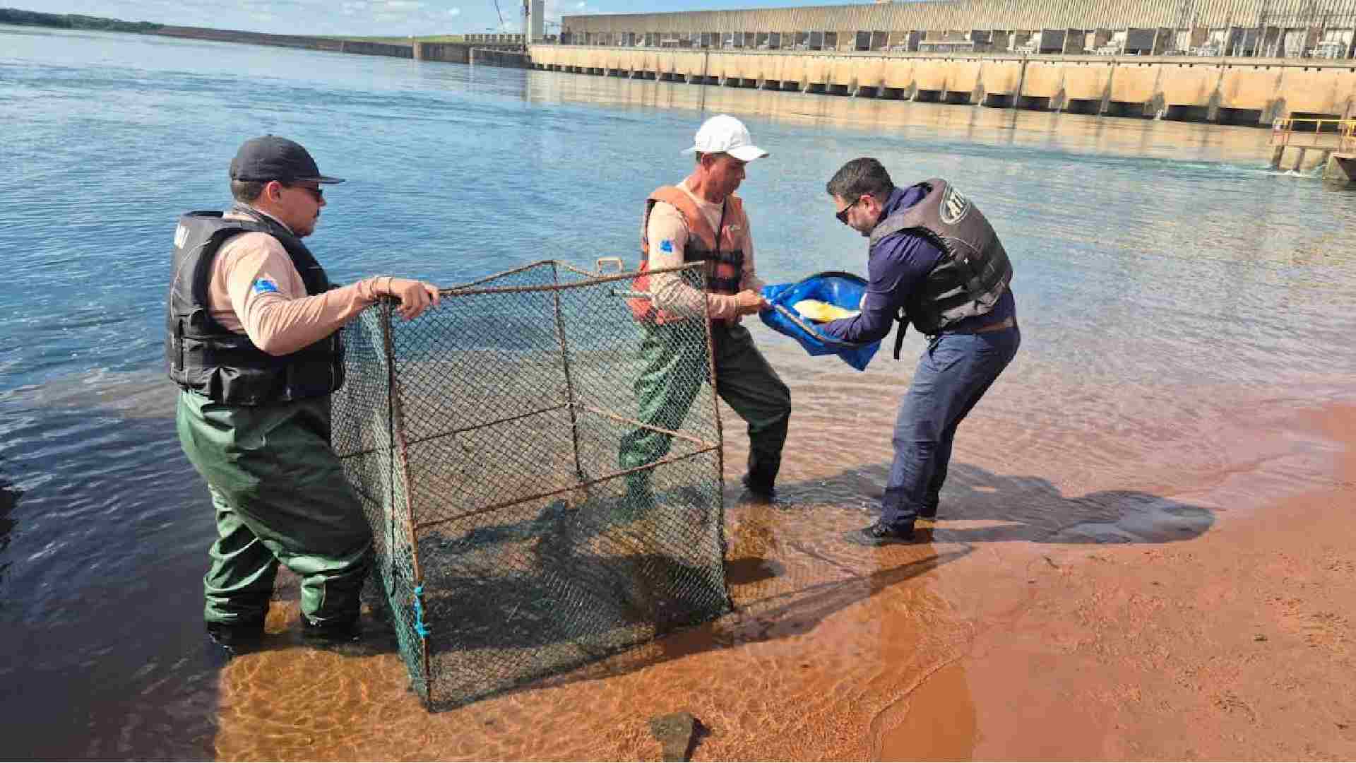 Peixes do Rio Paraná ganham microchips para monitoramento na piracema Instalação do microchip em peixe