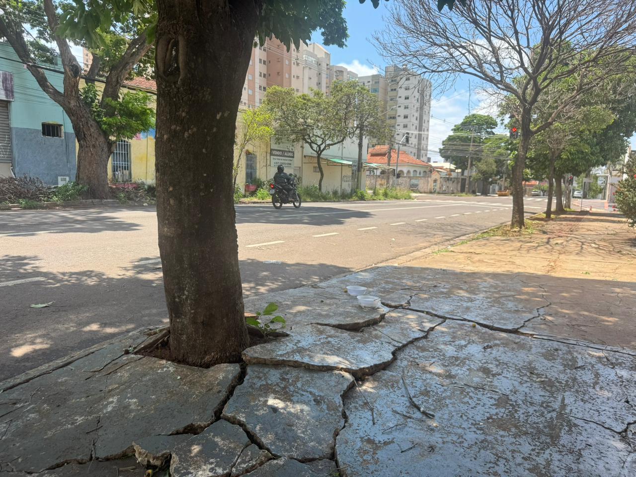 Árvore cai e interdita Rua José Antônio, no Centro de Campo Grande