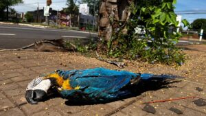 arara eletrocutada morta em calçada