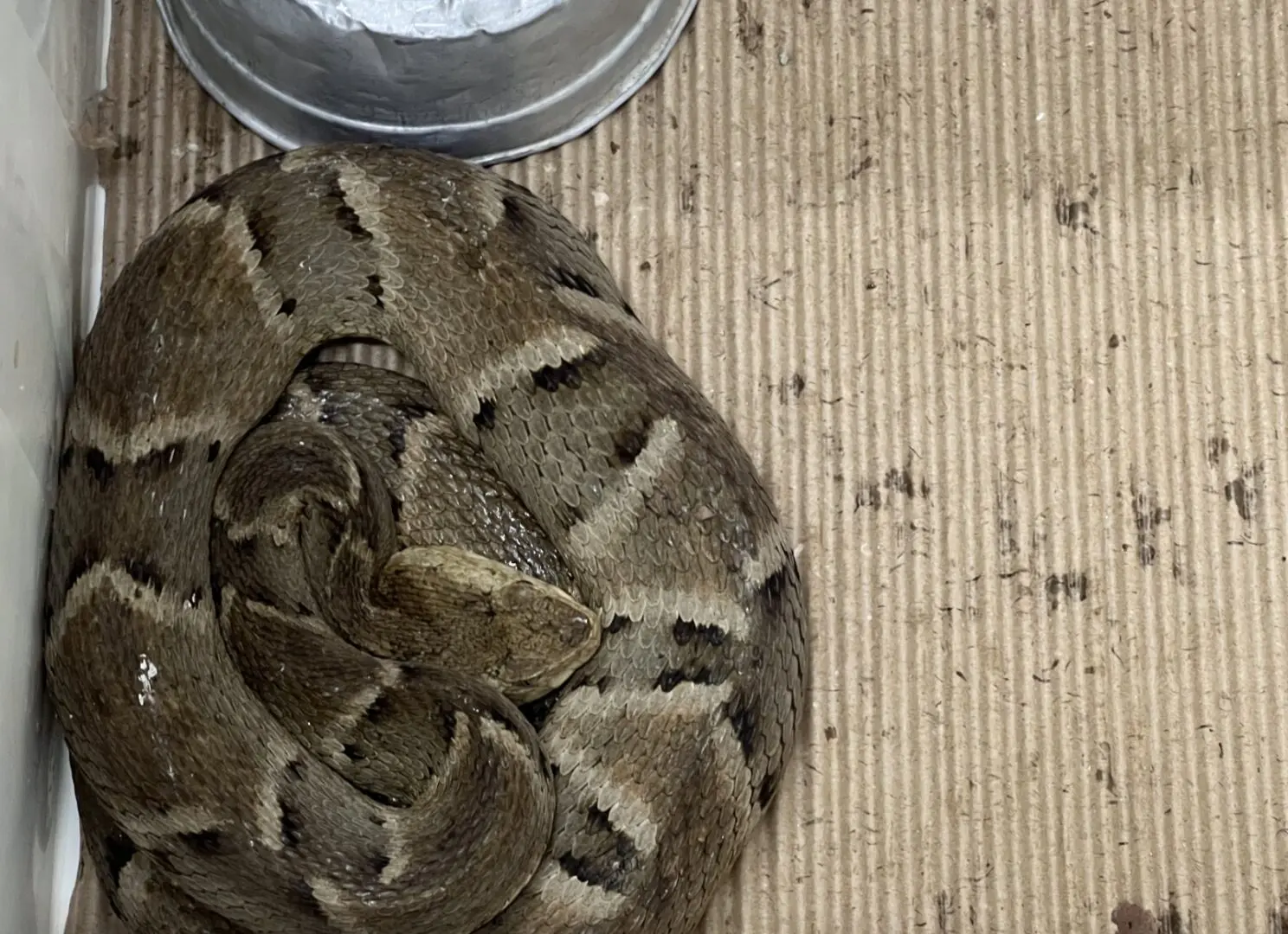 Serpente mais perigosa do Brasil dá à luz 17 bebês 