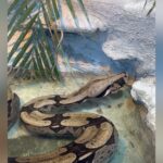 cobra pisicna bioparque