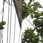 Maracanã-pequena se alimentando em Campo Grande - (Foto: Madu Livramento, Midiamax)