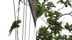 Maracanã-pequena se alimentando em Campo Grande - (Foto: Madu Livramento, Midiamax)