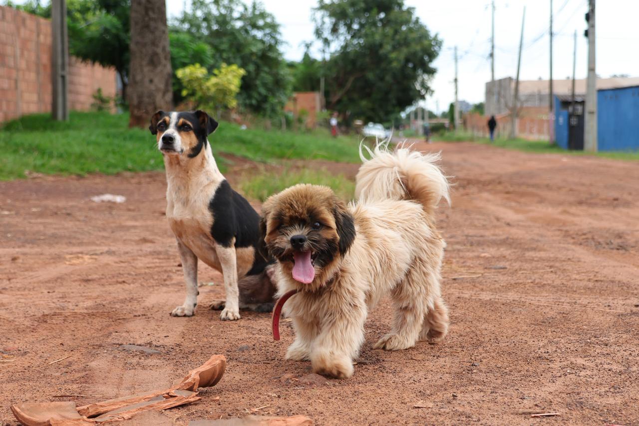 animais