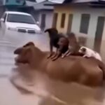 É IA! Vídeo viral de vaca resgatando cachorros de enchente foi gerado com inteligência artificial