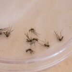 Hospital Regional de Dourados disponibiliza 15 leitos para chikungunya durante epidemia