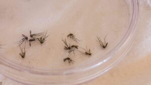 Hospital Regional de Dourados disponibiliza 15 leitos para chikungunya durante epidemia