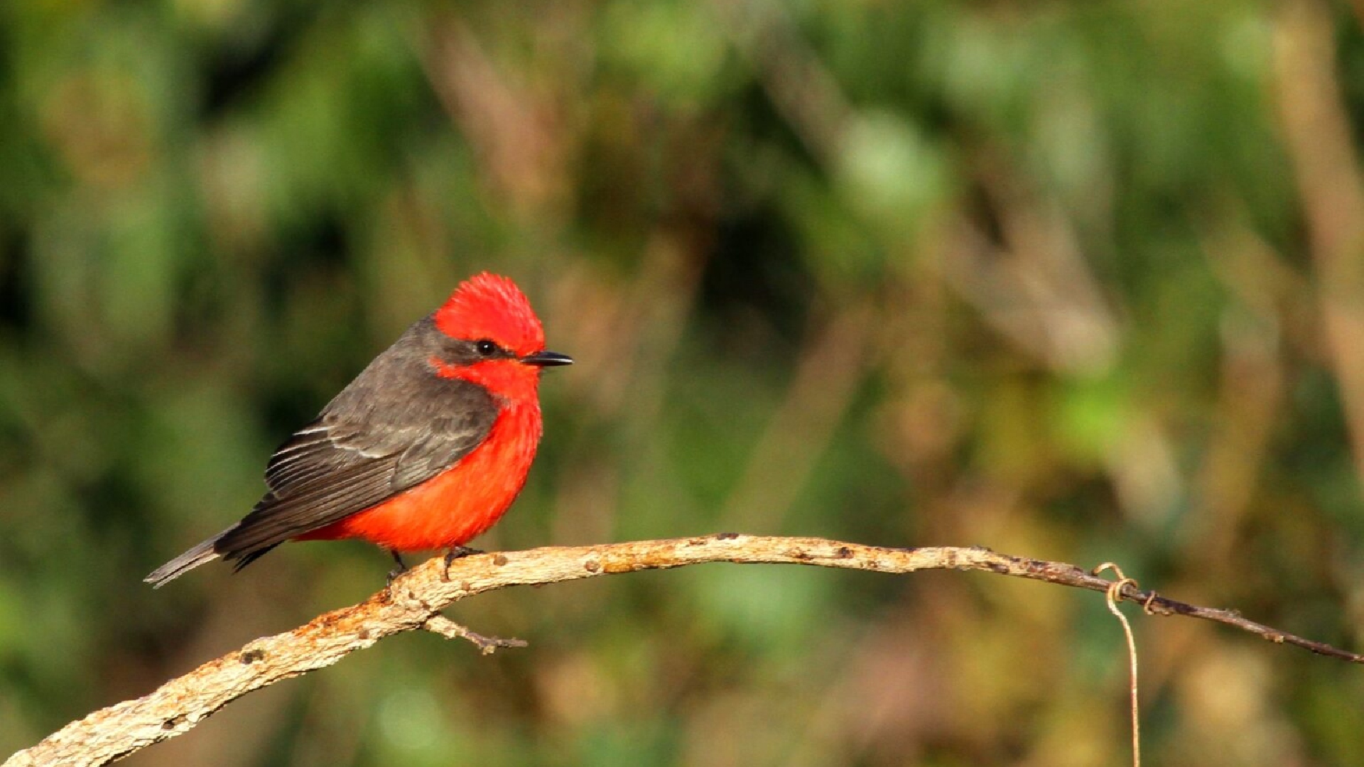 Campo Grande irá sediar a COP15