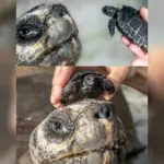 Paternidade tardia? Tartaruga surpreende ao ter filhote aos 135 anos