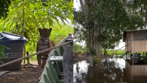 onça rancho pescador
