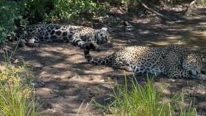 onça aracy e filhote